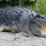 river-house-to-500-crocodiles-selected-as-olympic-rowing-venue