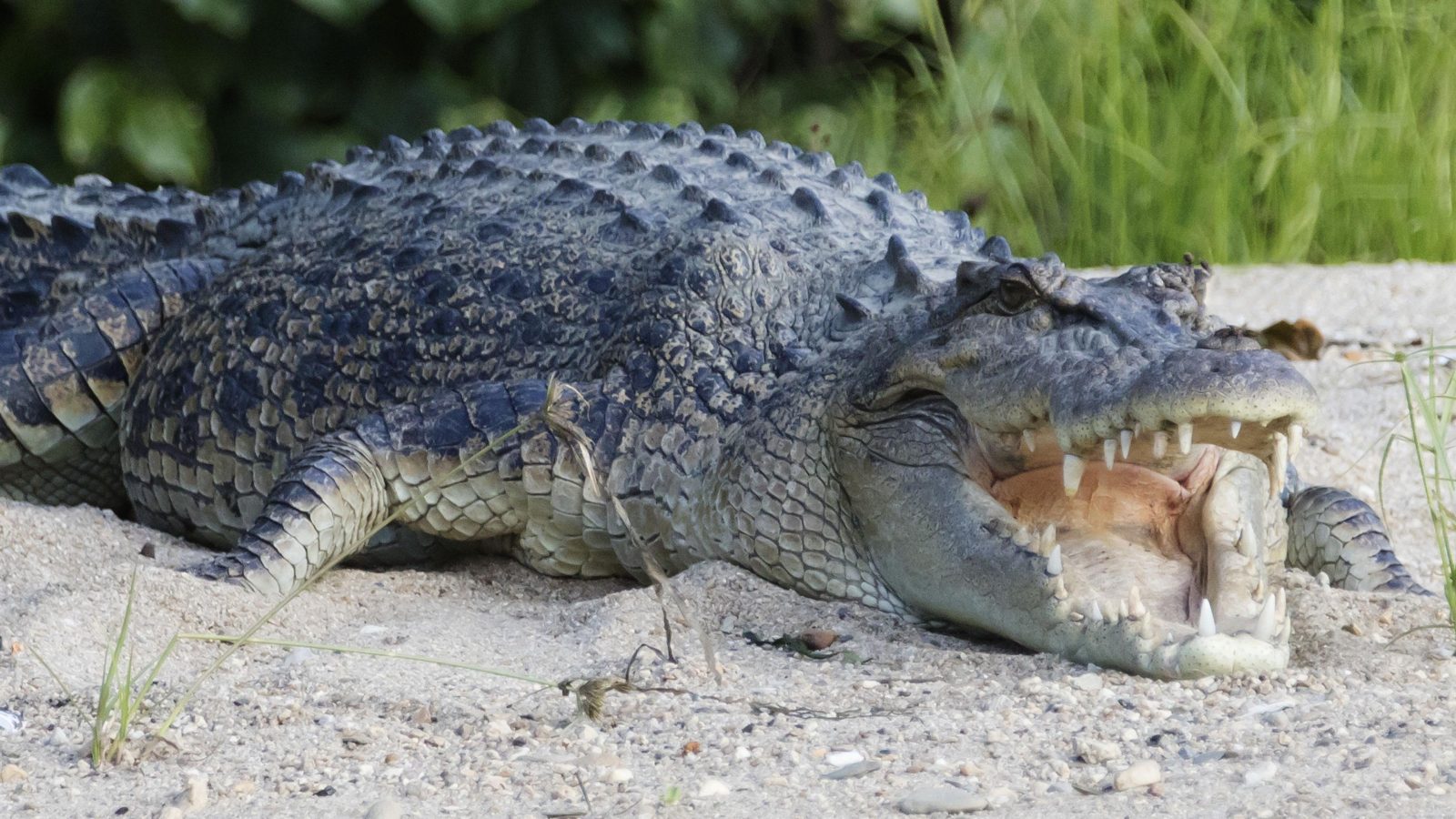 river-house-to-500-crocodiles-selected-as-olympic-rowing-venue